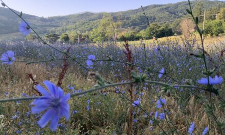 L’atto pratico delle cose o meglio della vita.